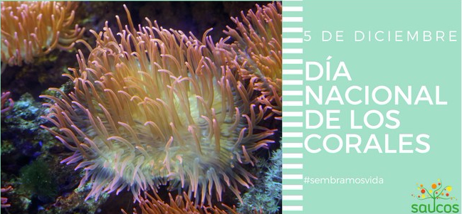 dia corales